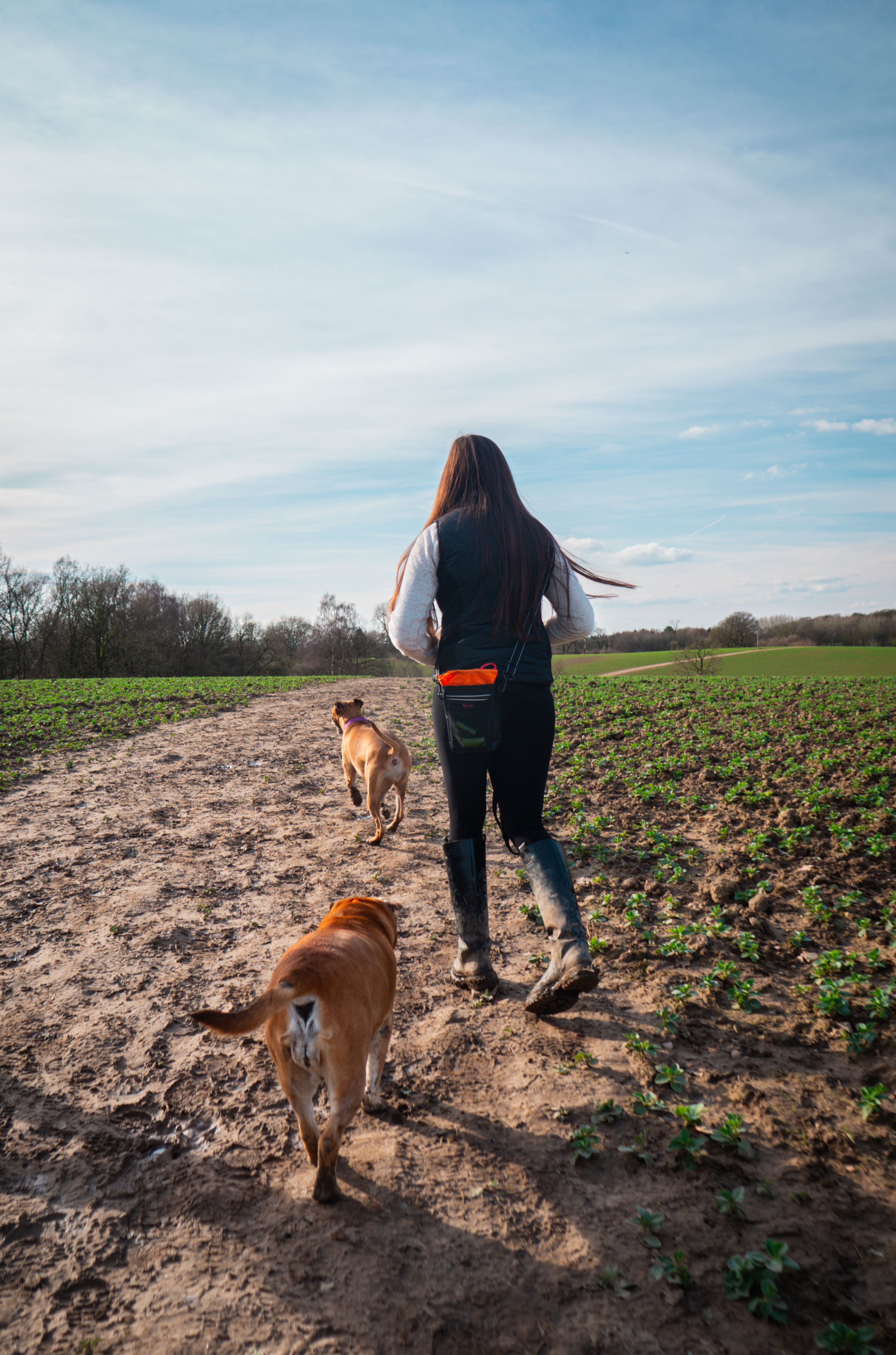 Dog on a countryside walk
