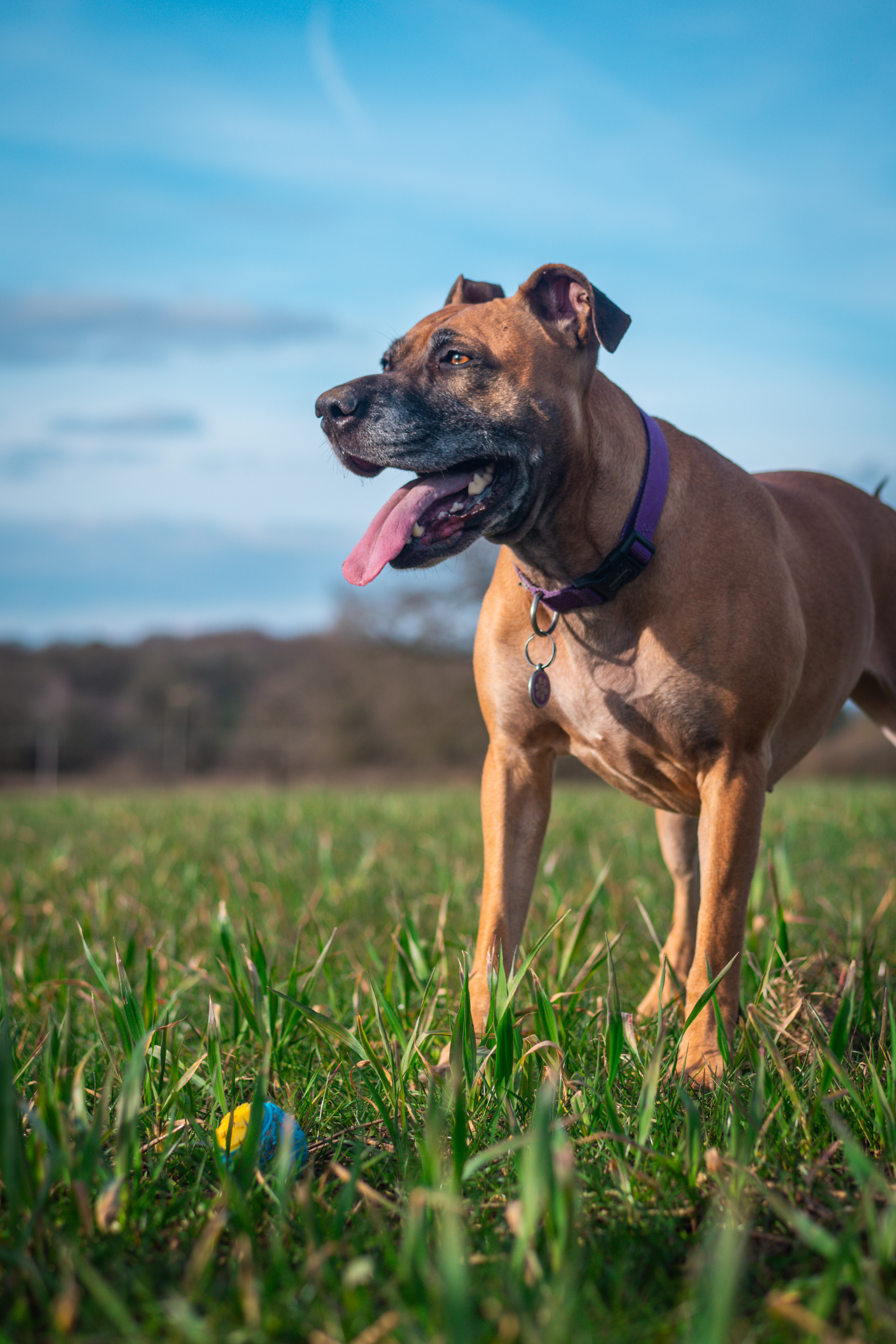 Dog exploring nature