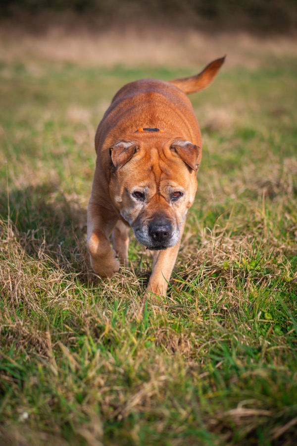 Dog cared for by The Loose Lead Co.