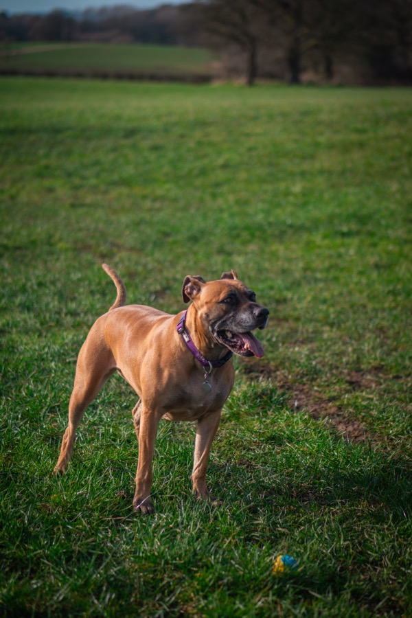 Dog cared for by The Loose Lead Co.