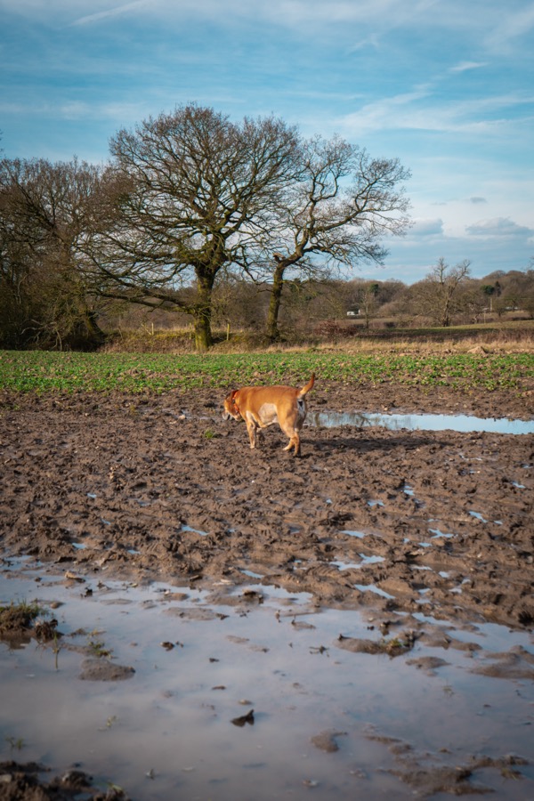 Dog cared for by The Loose Lead Co.