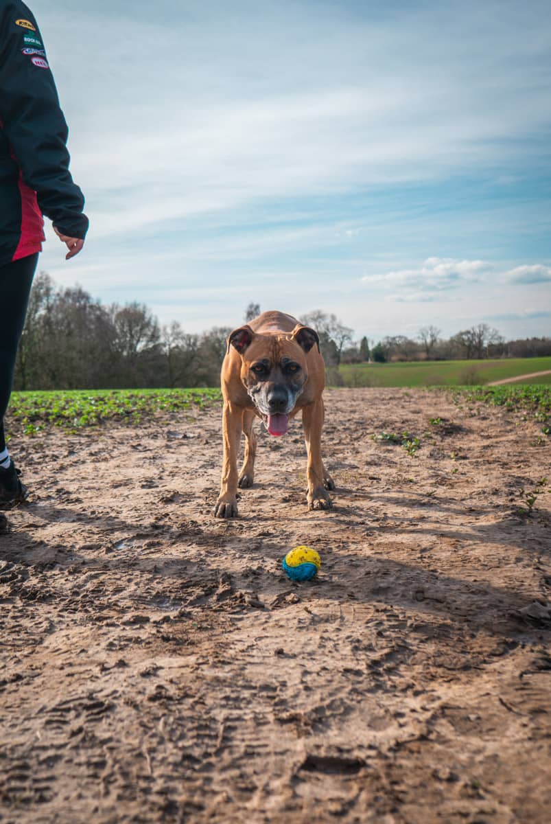 Dog cared for by The Loose Lead Co.