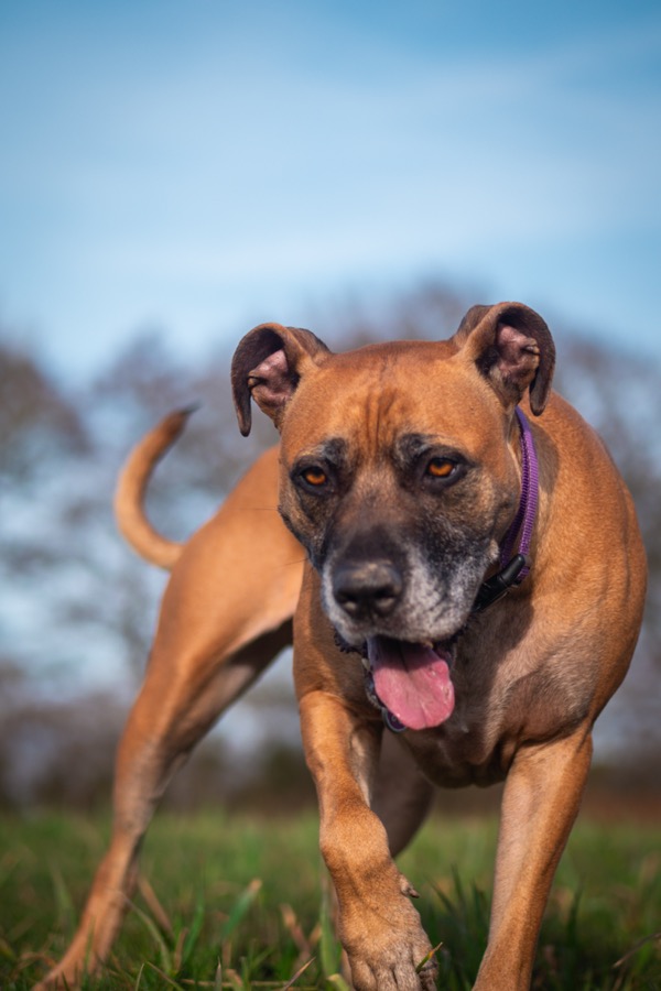 Dog cared for by The Loose Lead Co.