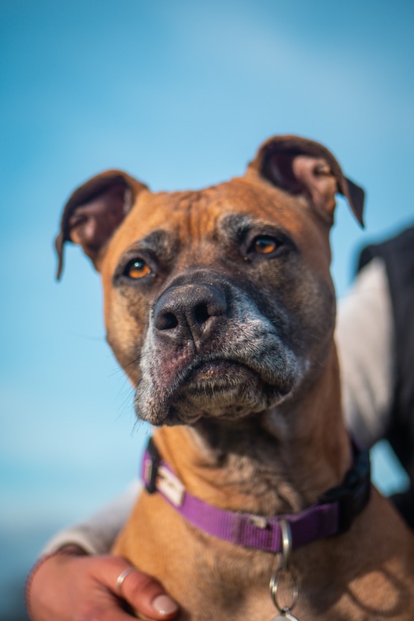 Dog cared for by The Loose Lead Co.