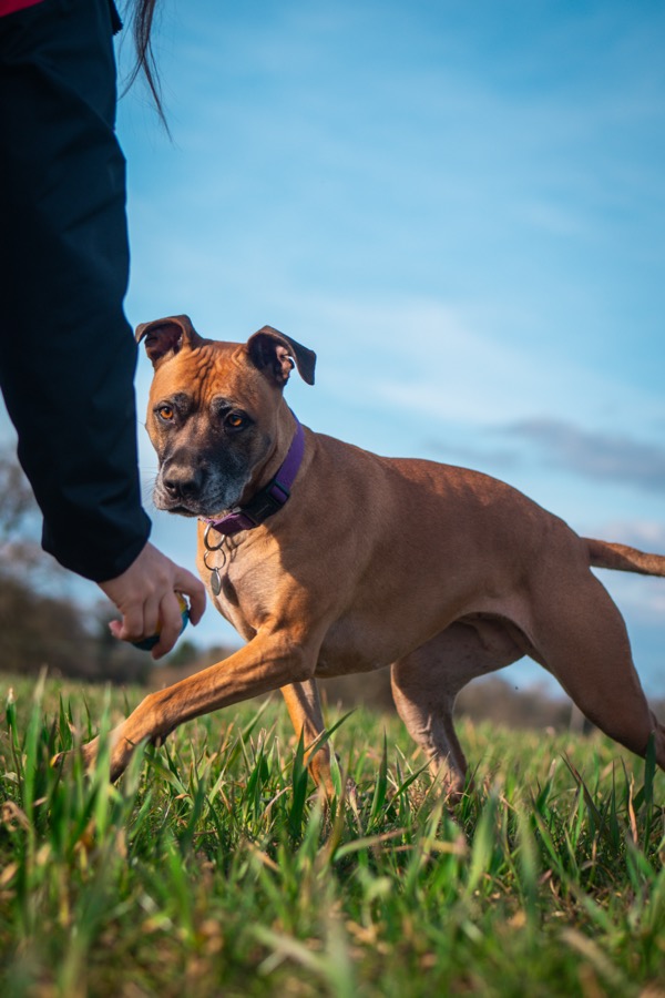 Dog cared for by The Loose Lead Co.