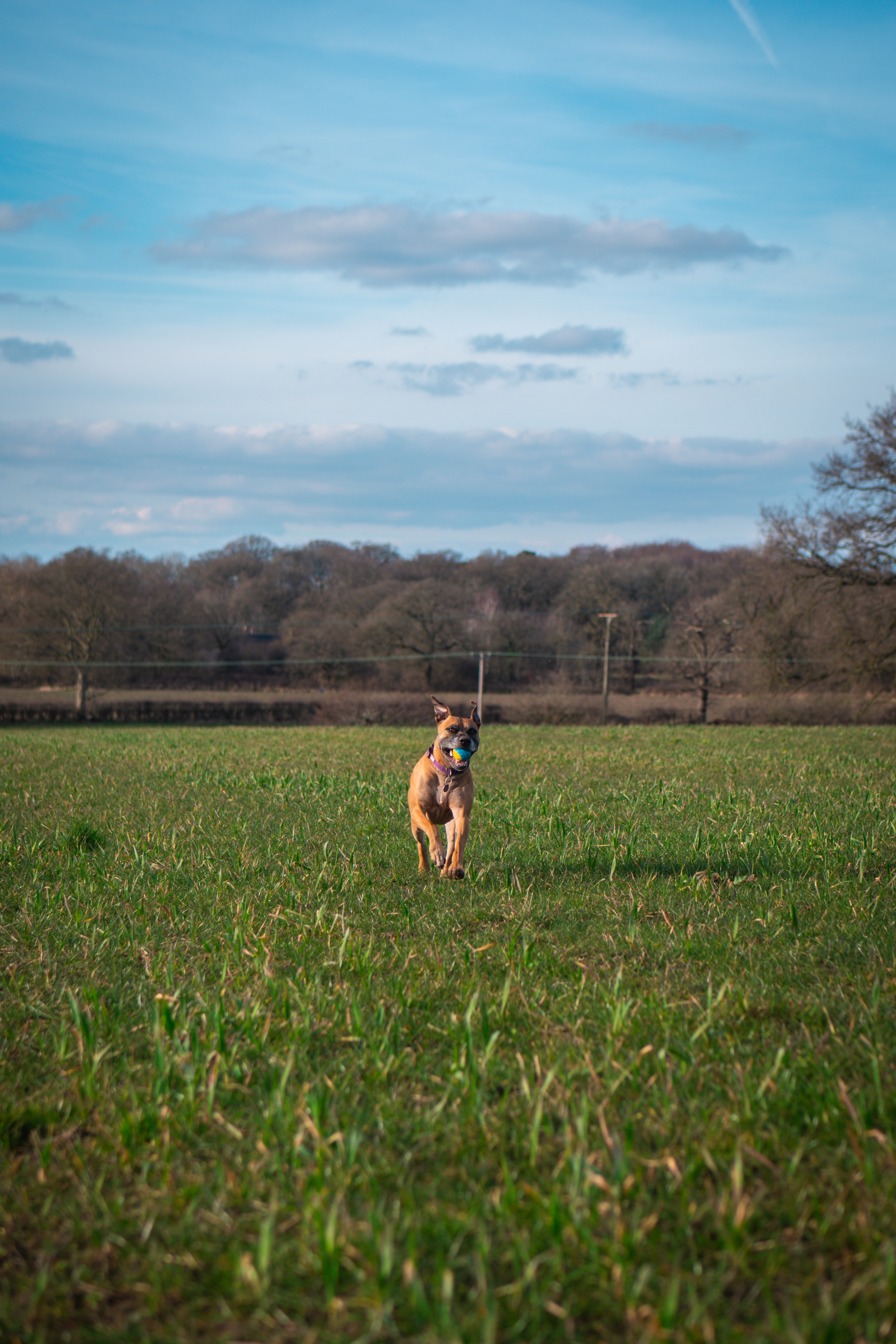 The Loose Lead Co. on Instagram