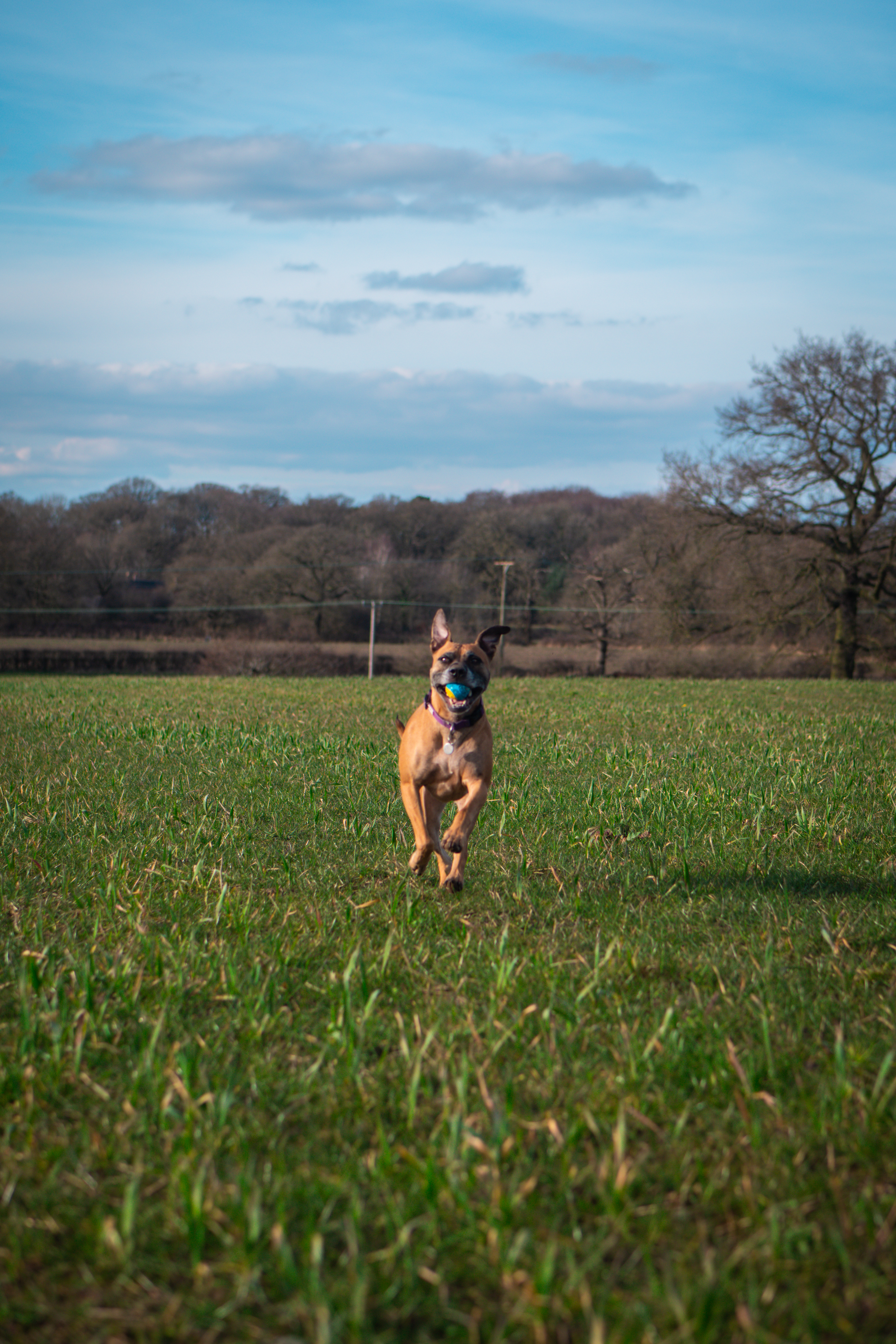 The Loose Lead Co. on Instagram