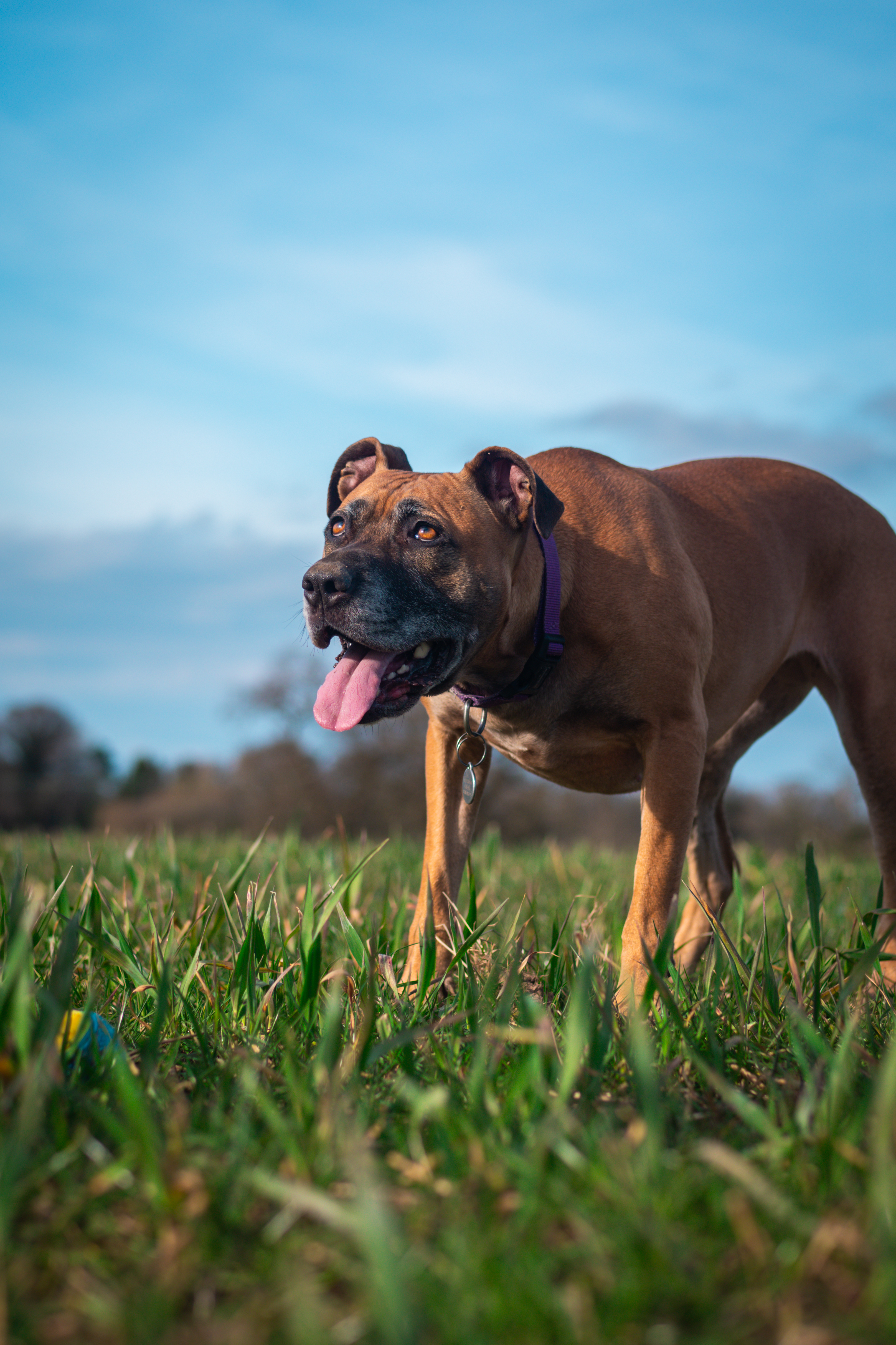 The Loose Lead Co. on Instagram