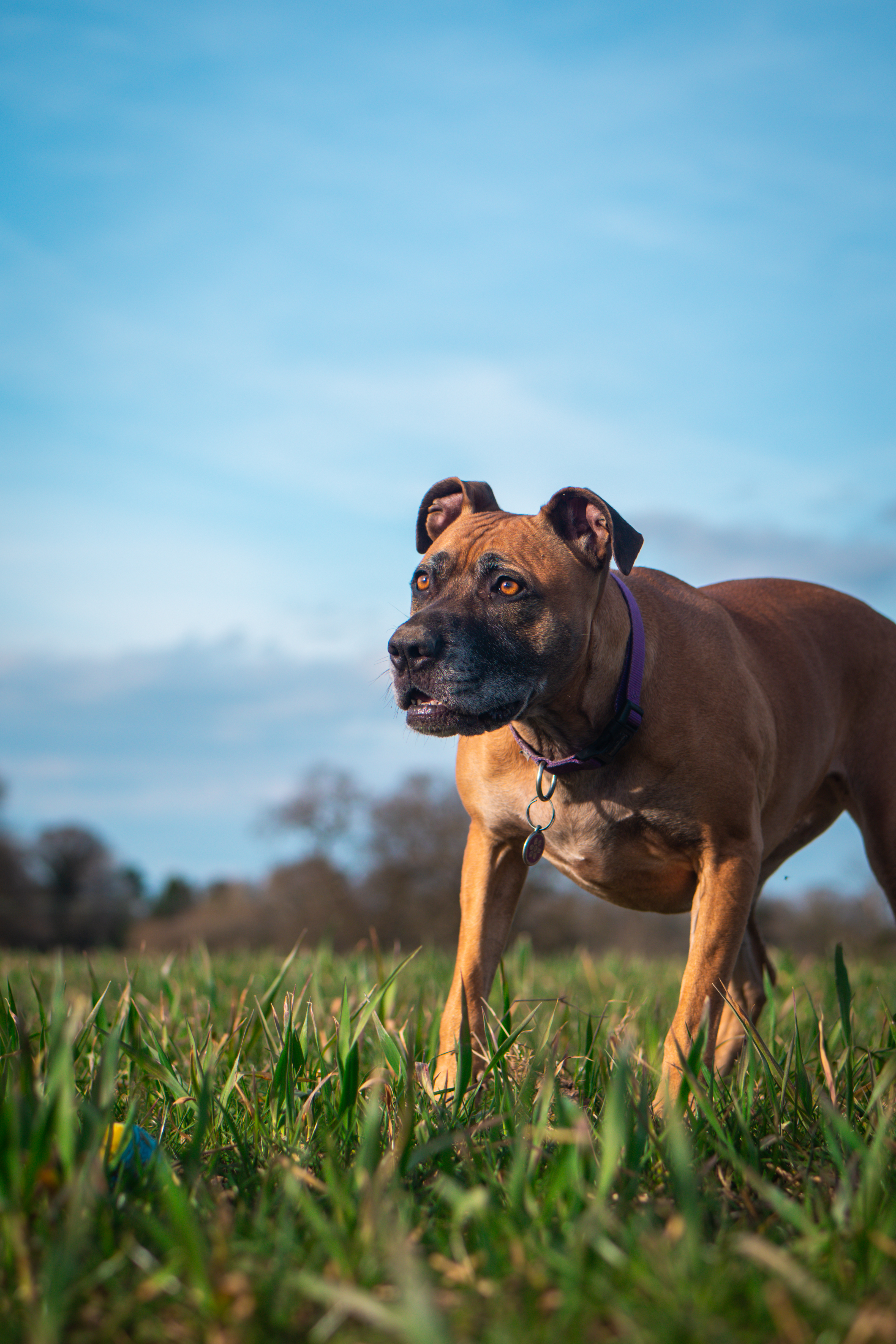 The Loose Lead Co. on Instagram